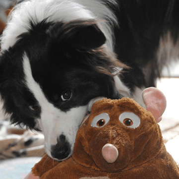 Junger Border Collie mit Spielzeug