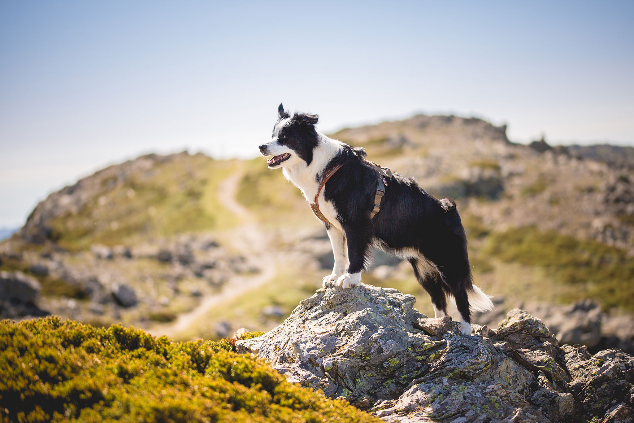Sardinien mit Hund ein Reisebericht (3) Broadmeadows Border Collies