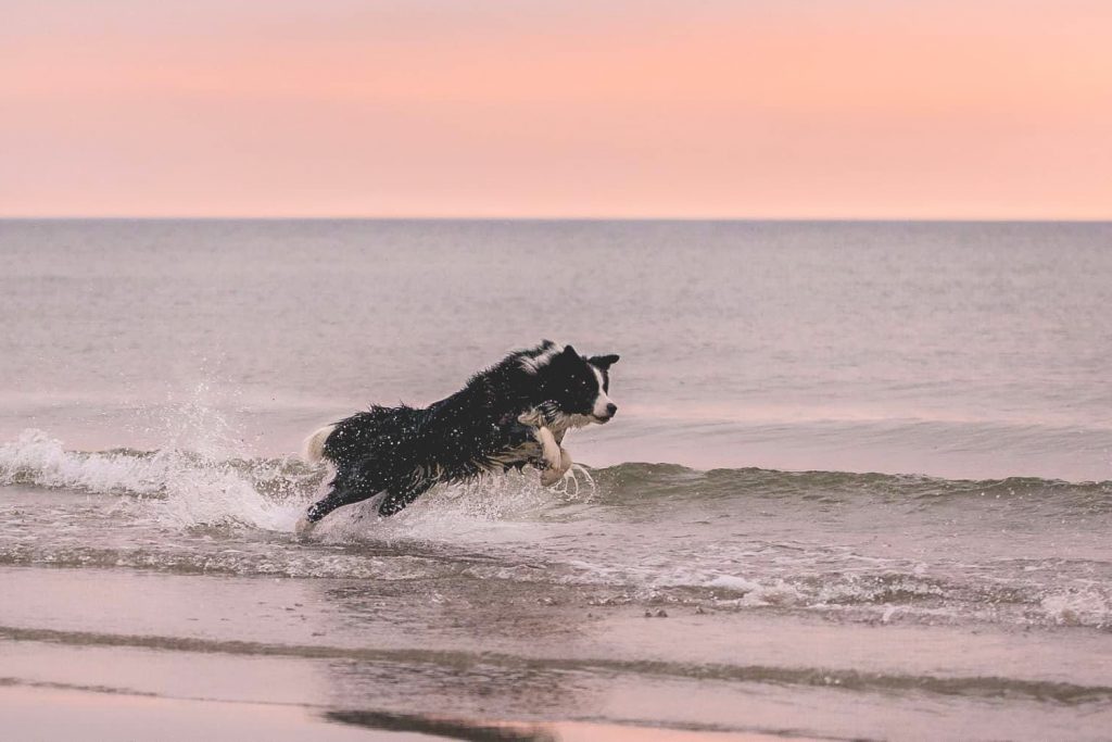 Border Collie Hündin Crazy am Ostseestrand