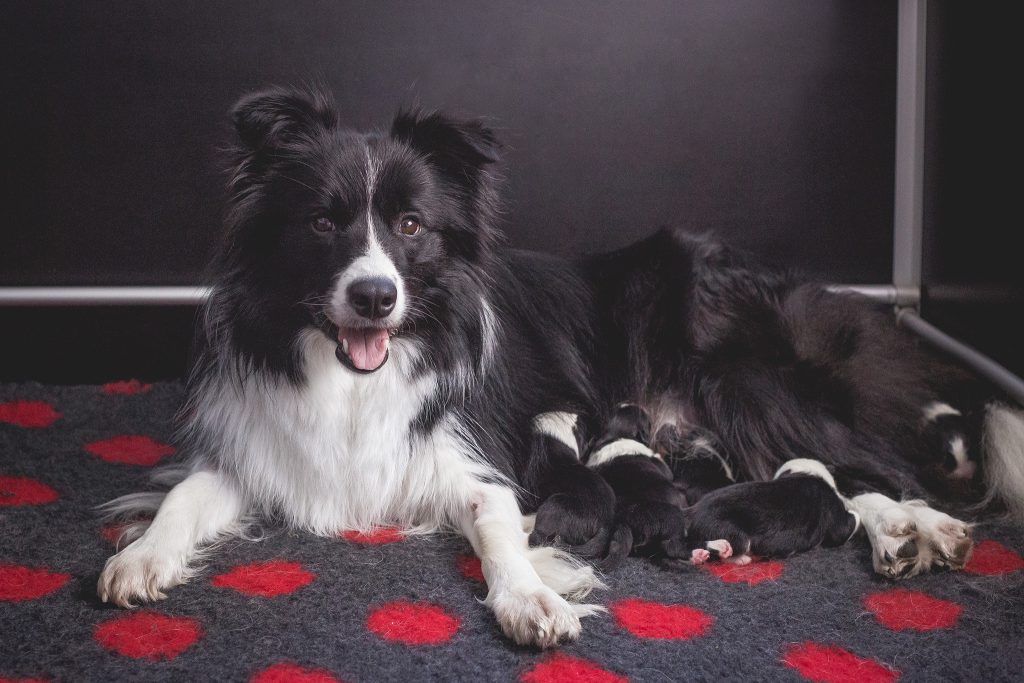 25|05|2019 – Mutterglück: Ellie mit ihren fünf Border Collie Welpen