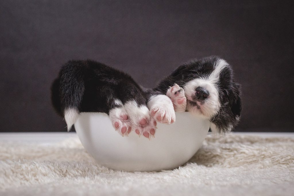 Border Collie Welpe schläft in Futterschale