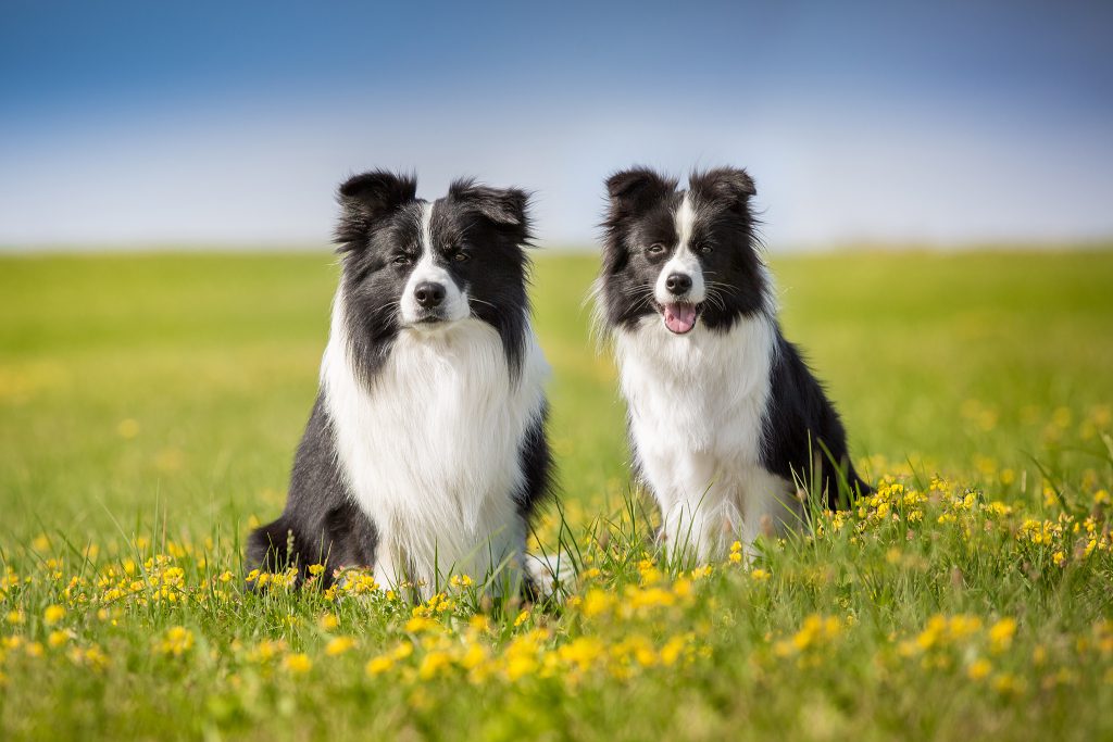 Zwei Border Collies auf einer Sommerwiese