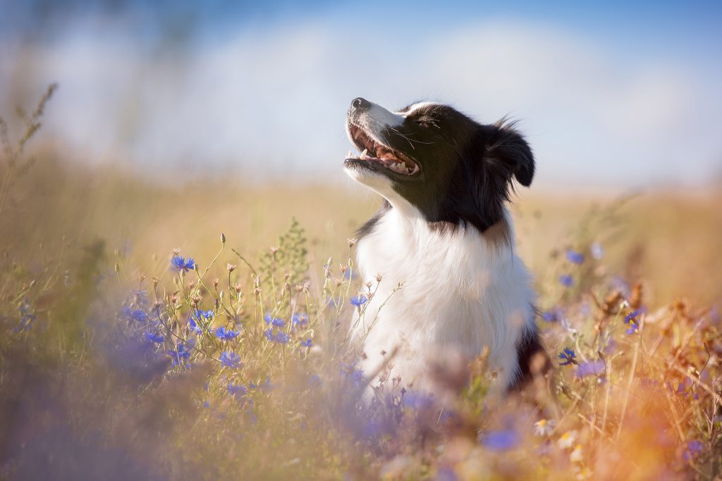 Border Collie Hündin in einem verwilderten Feld mit Kornblumen