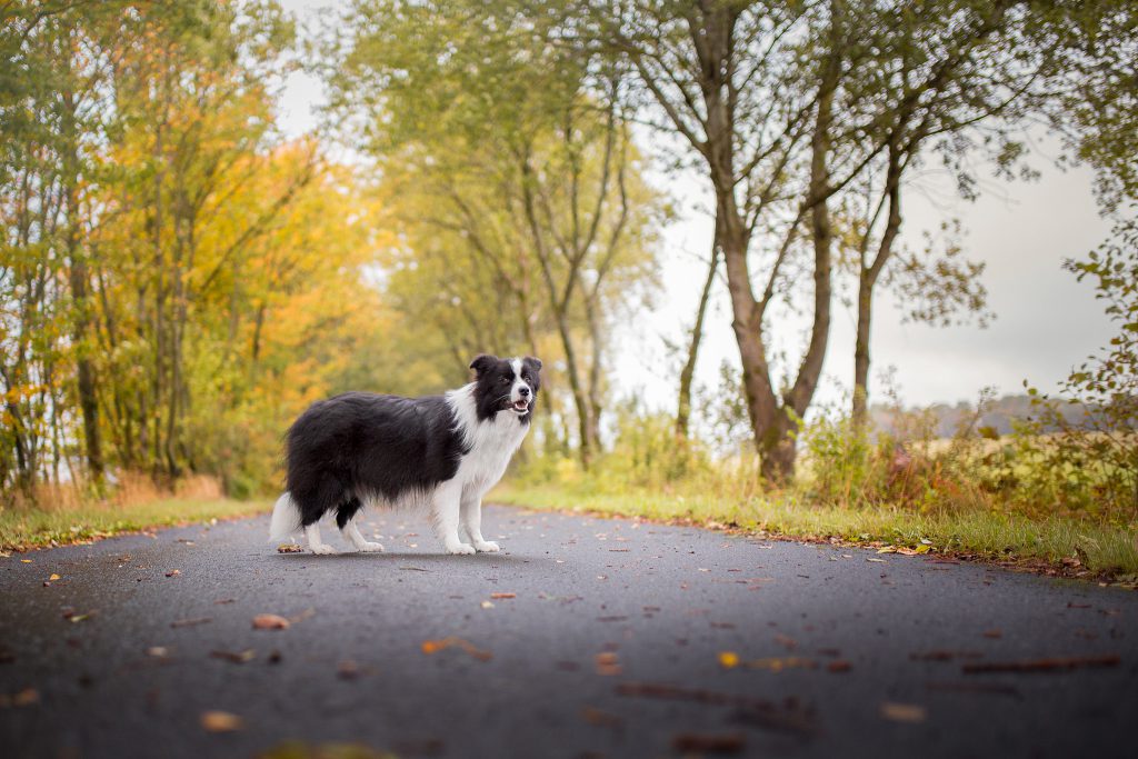 Trächtige Border Collie Hündin