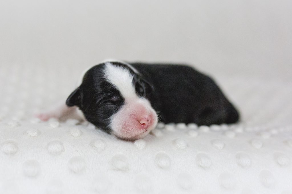 Border Collie Welpe nach der Geburt