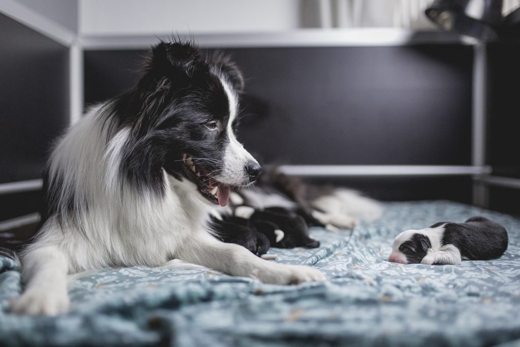 Border Collie Welpen in der Wurfkiste, drei Tage nach der Geburt