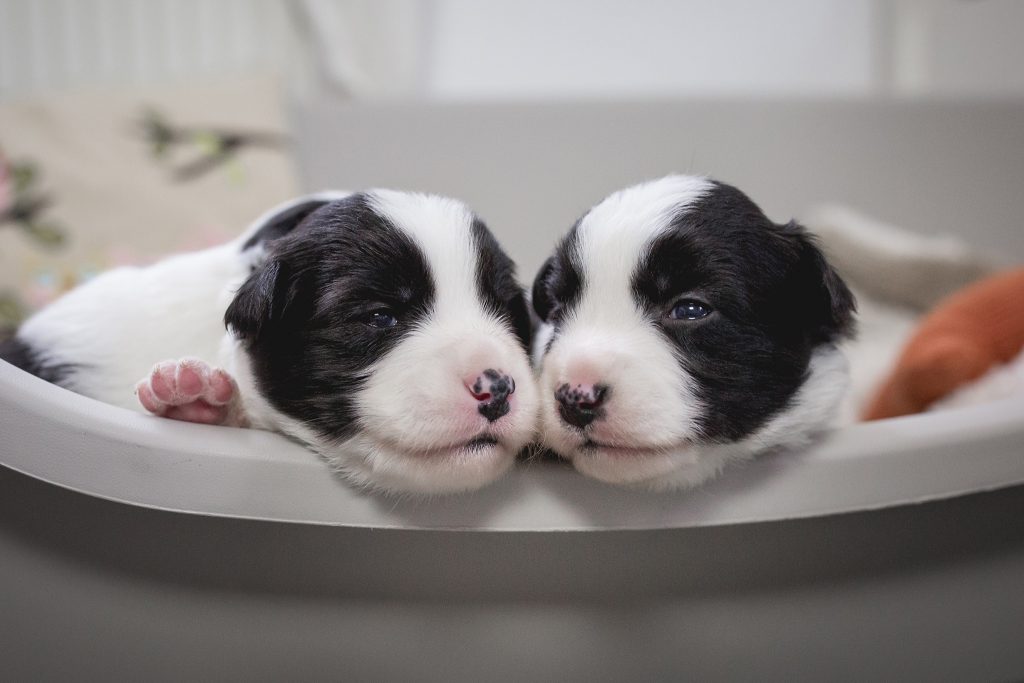 Border Collie Welpen in der dritten Lebenswoche