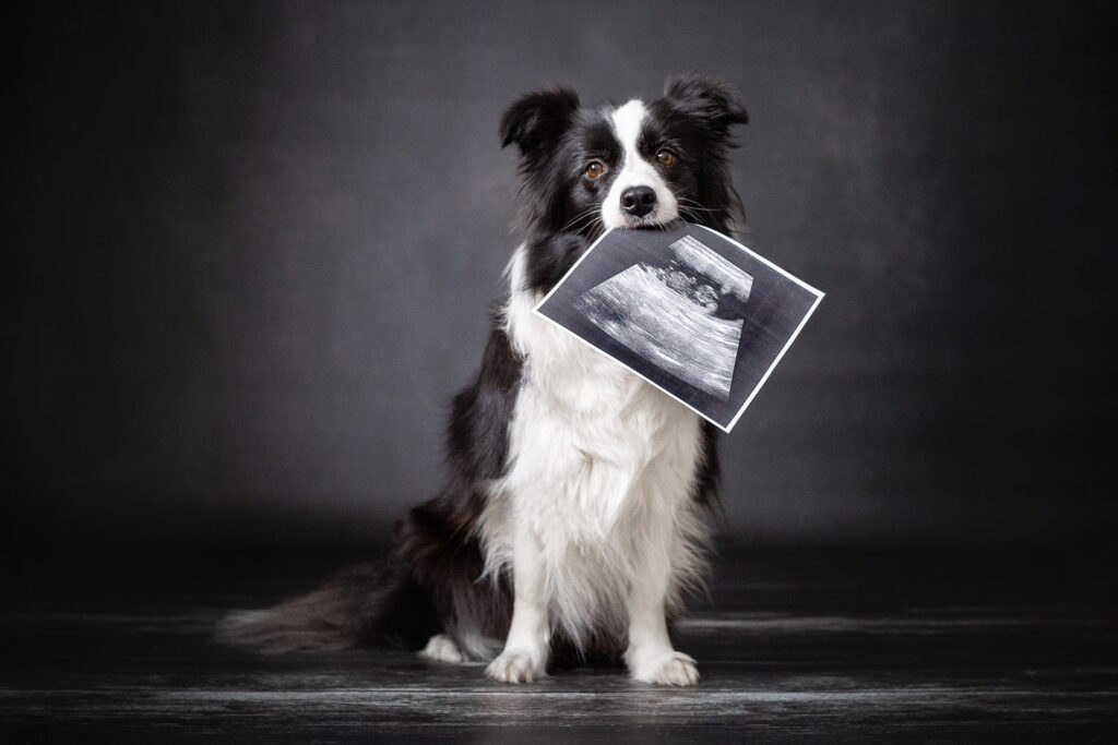 Border Collie Hündin hält Aufnahme der Ultraschalluntersuchung