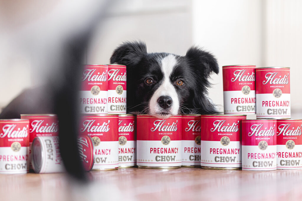 Border Collie Hündin mit Campbells Suppendosen a la Andy Warhol