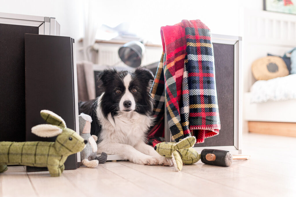 Border Collie Hündin in der Wurfkiste