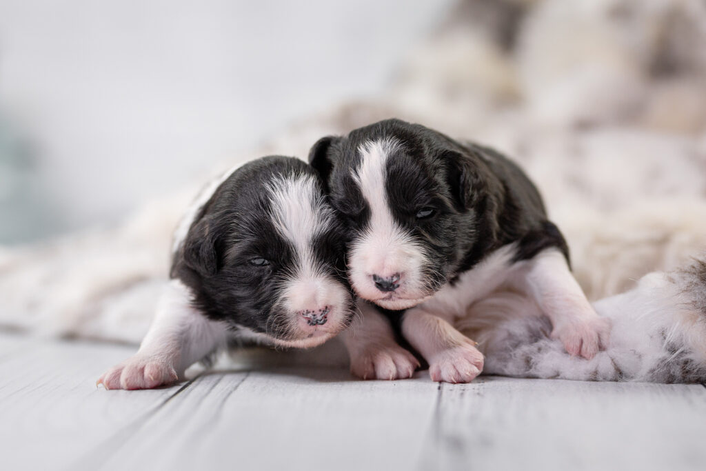 Zwei Wochen alte Border Collie Welpen