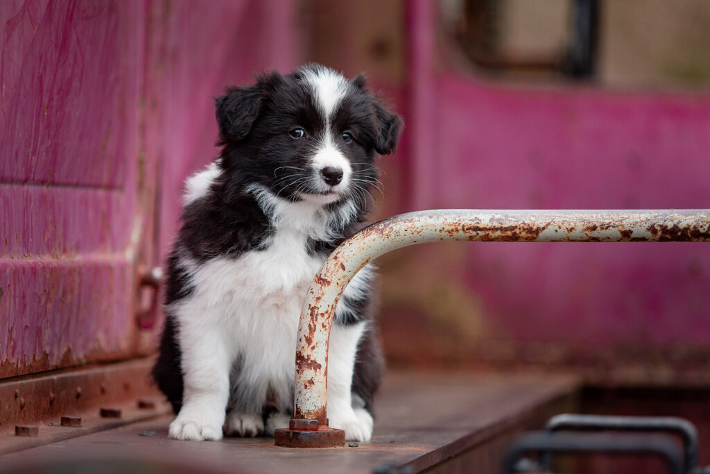 Border Collie Welpe im Stöffel-Park Enspel im Westerwald