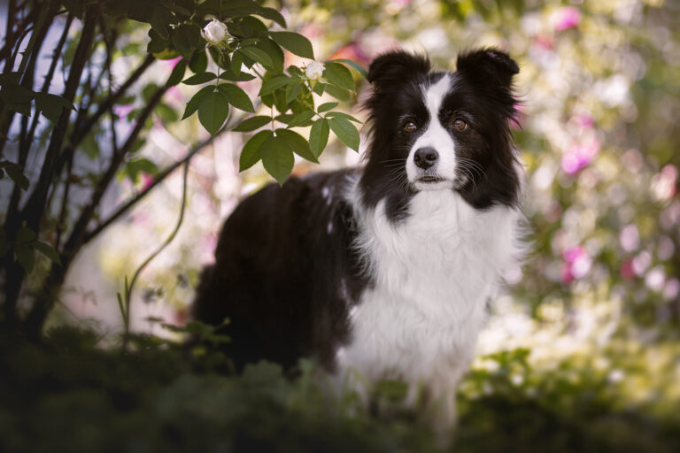 Trächtige Border Collie Hündin erwartet Welpen