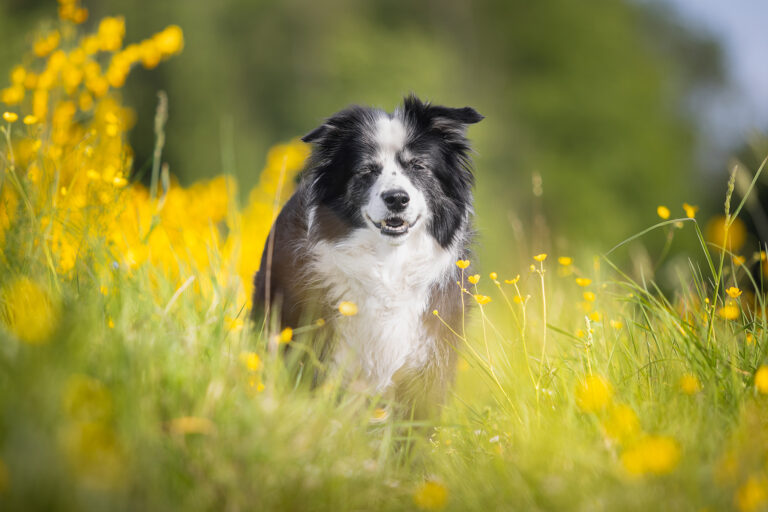 Fünfzehnjährige schwarz-weiße Border Collie Hündin vor gelb blühendem Ginster