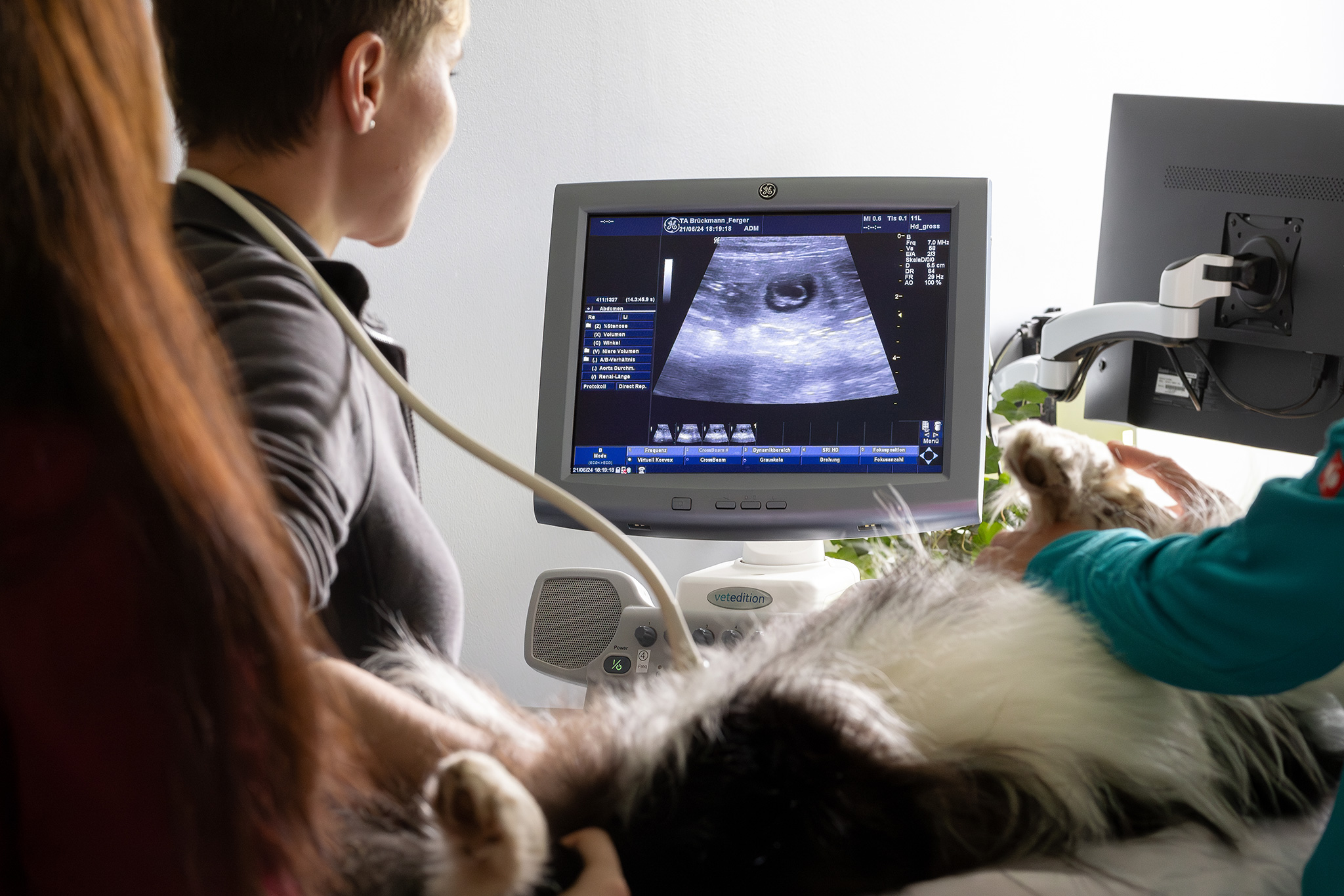 Ultraschalluntersuchung bei einer trächtigen Border Collie Hündin