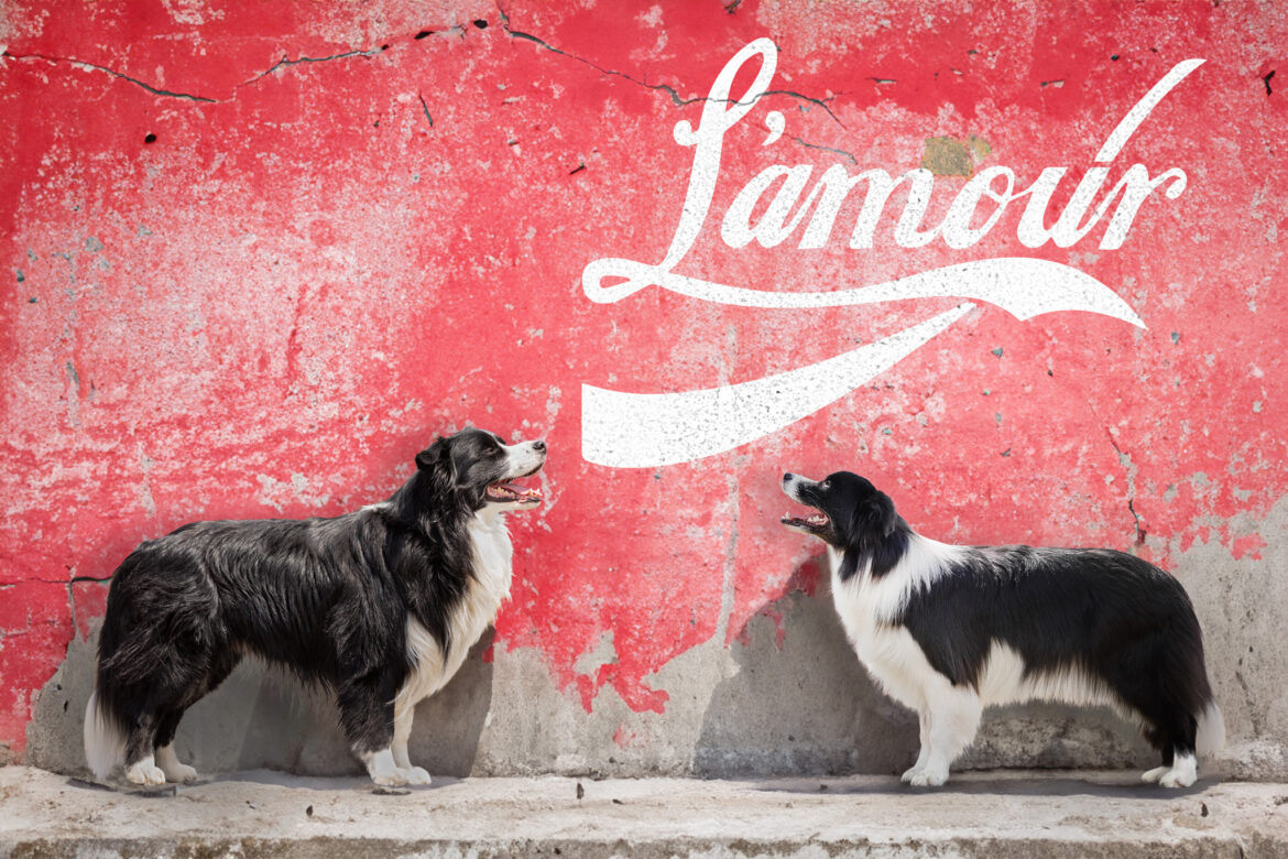 Zwei Border Collies vor einer roten Wand mit "L'amour"-Schriftzug