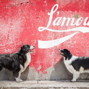 Zwei Border Collies vor einer roten Wand mit "L'amour"-Schriftzug