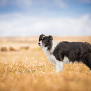 Border Collie Hündin in der 6. Trächtigkeitswoche