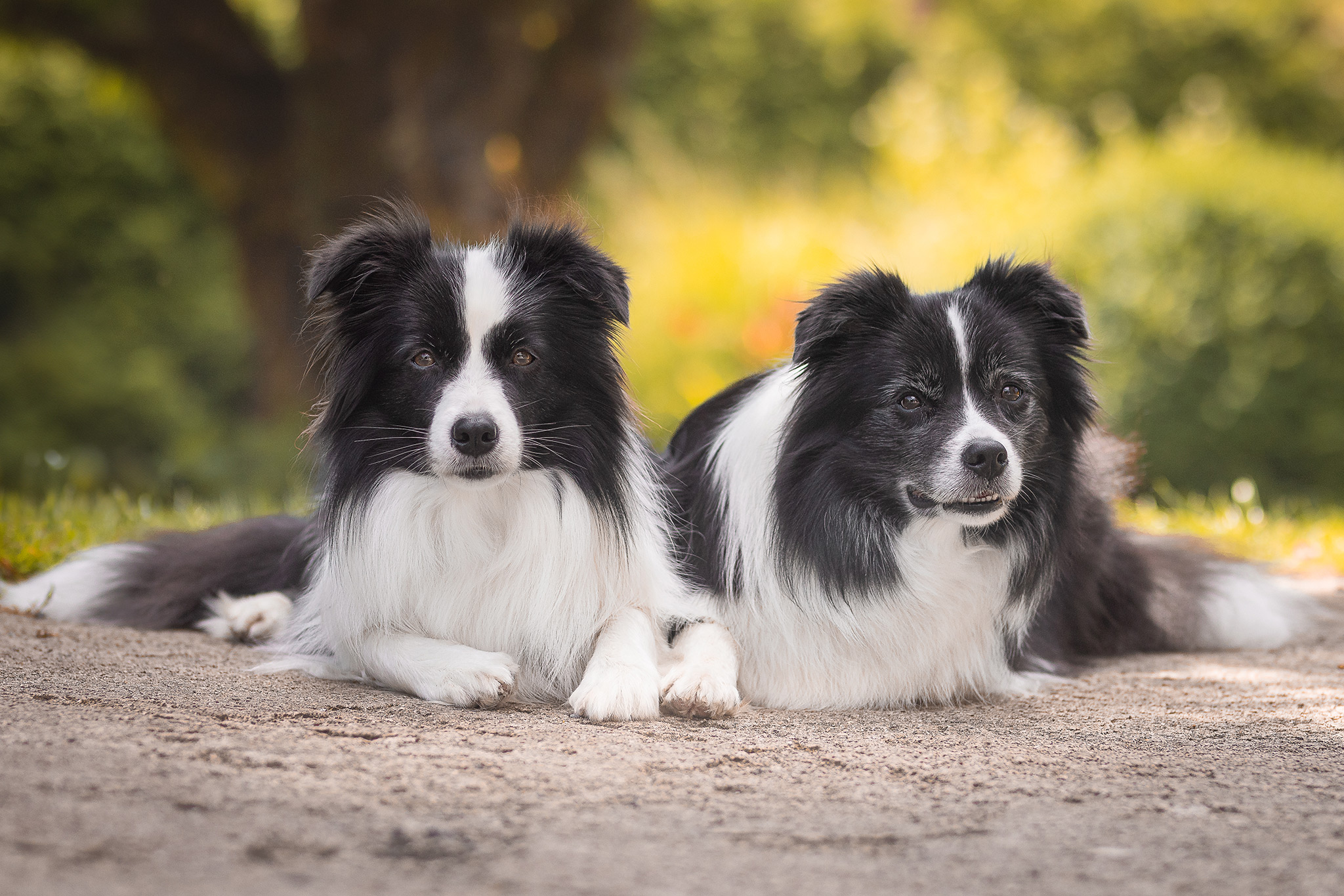 Zwei schwarz-weiße Border Collie Hündinnen