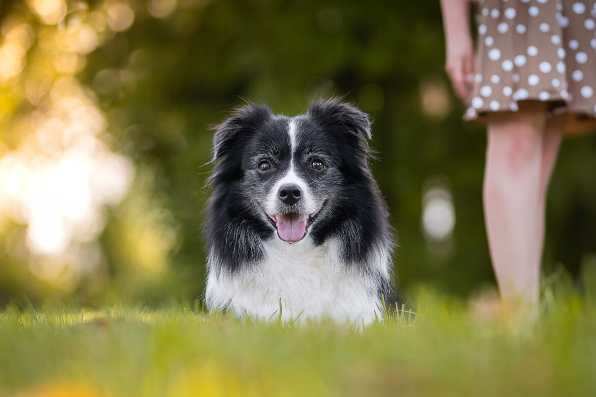 Trächtige Border Collie Hündin