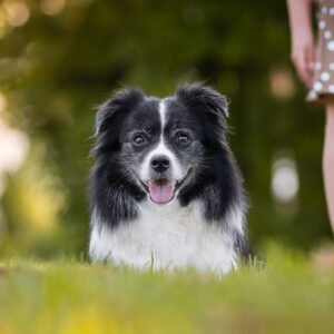 Trächtige Border Collie Hündin