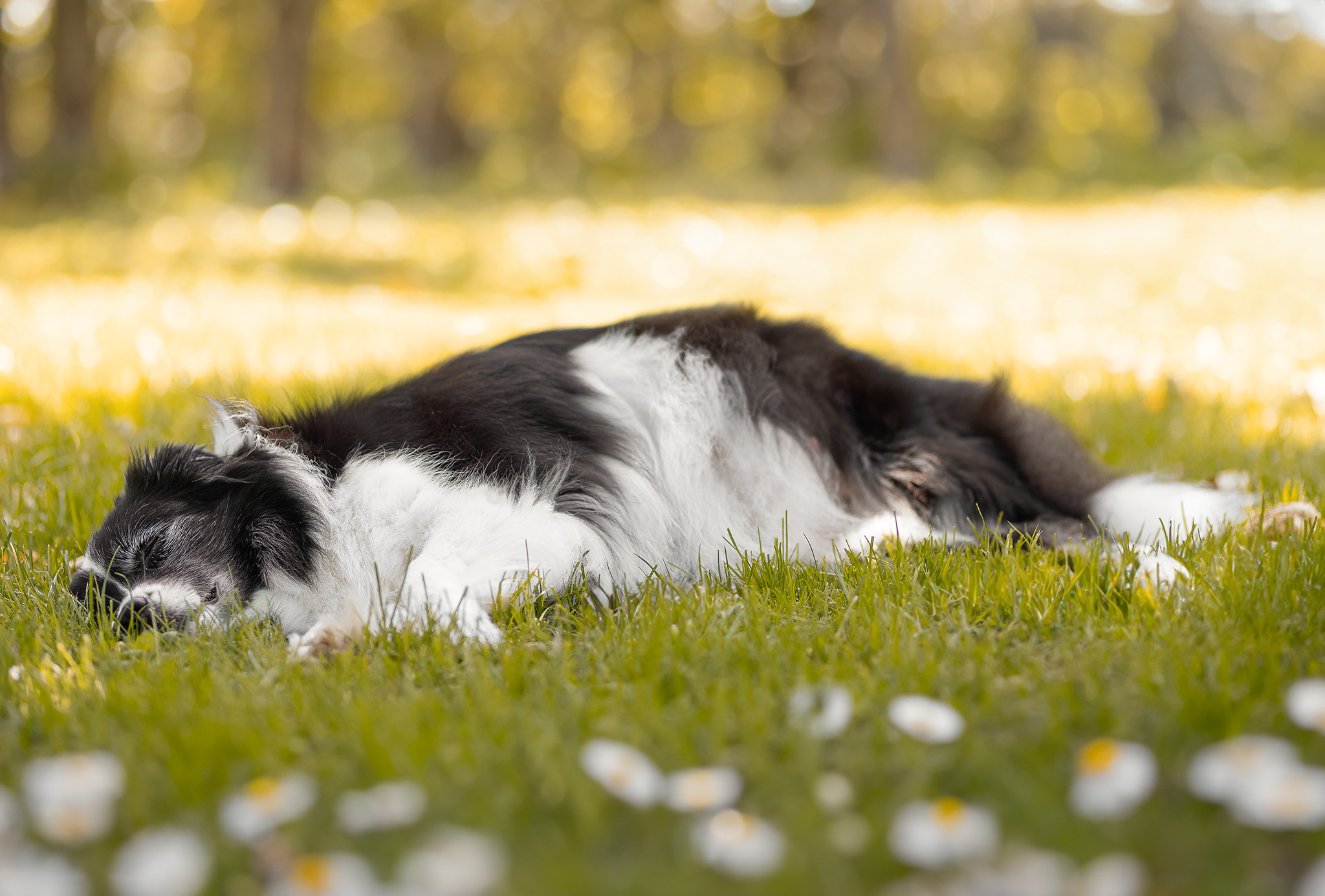 Trächtige Border Collie Hündin