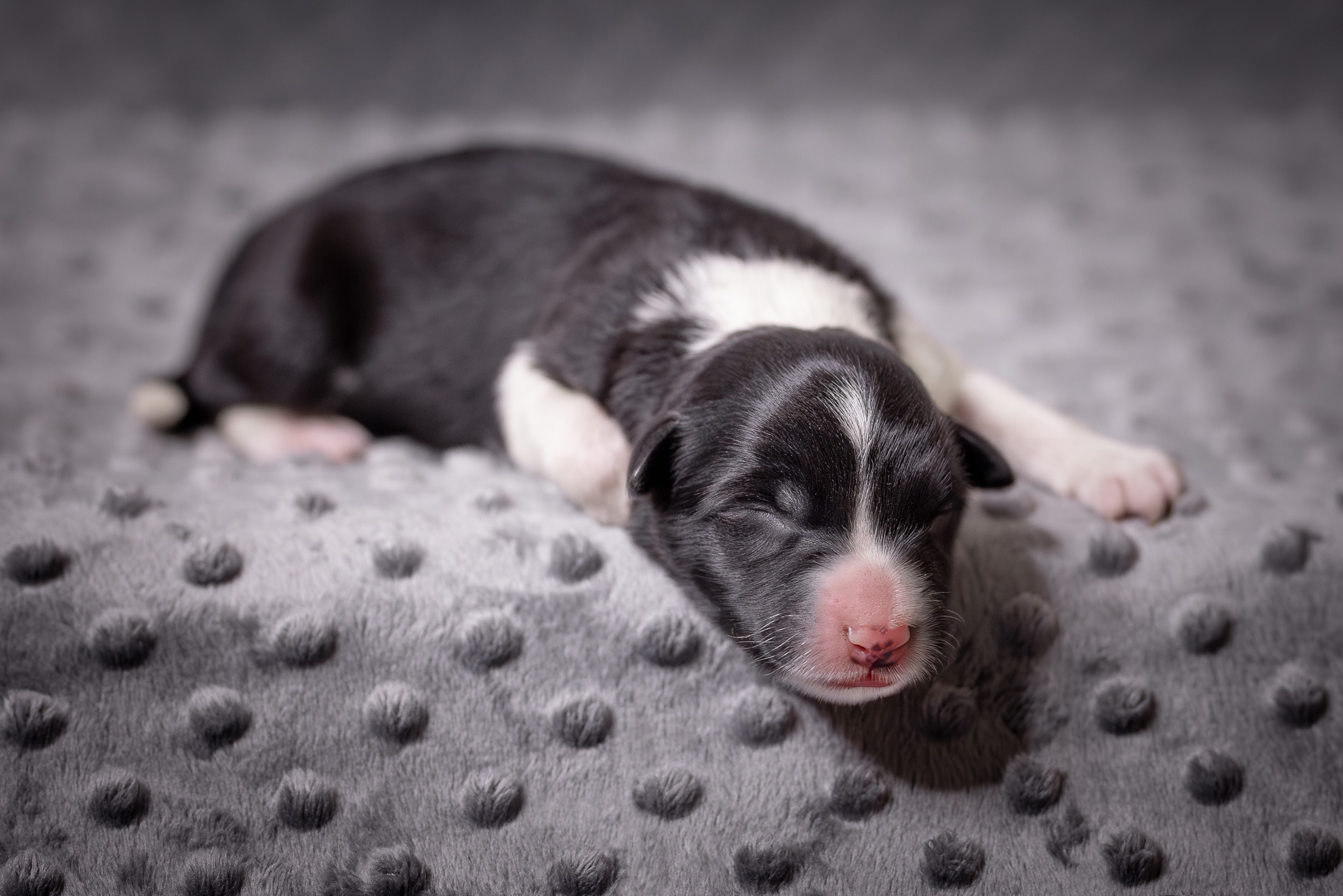 Neugeborener Border Collie Welpe