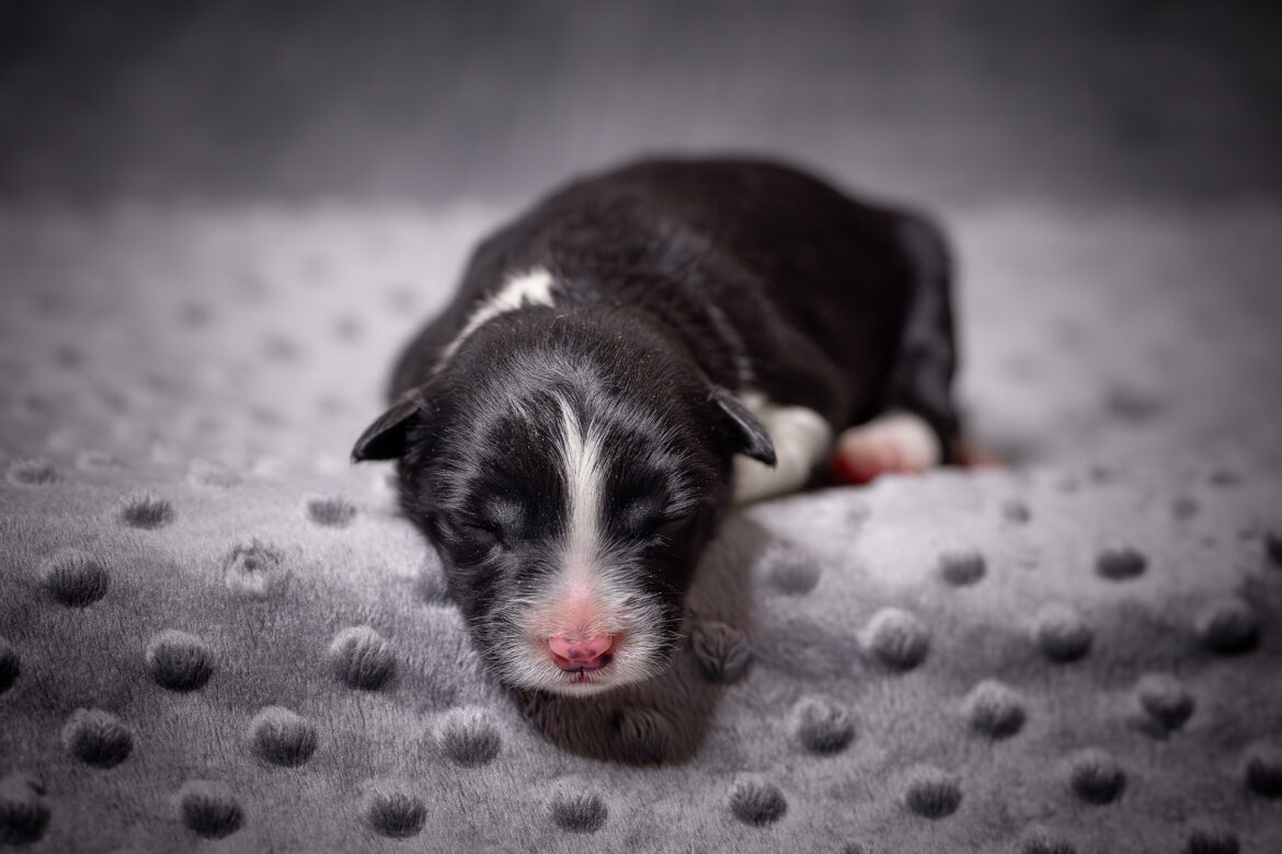 Neugeborener Border Collie Welpe