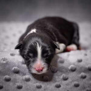 Neugeborener Border Collie Welpe