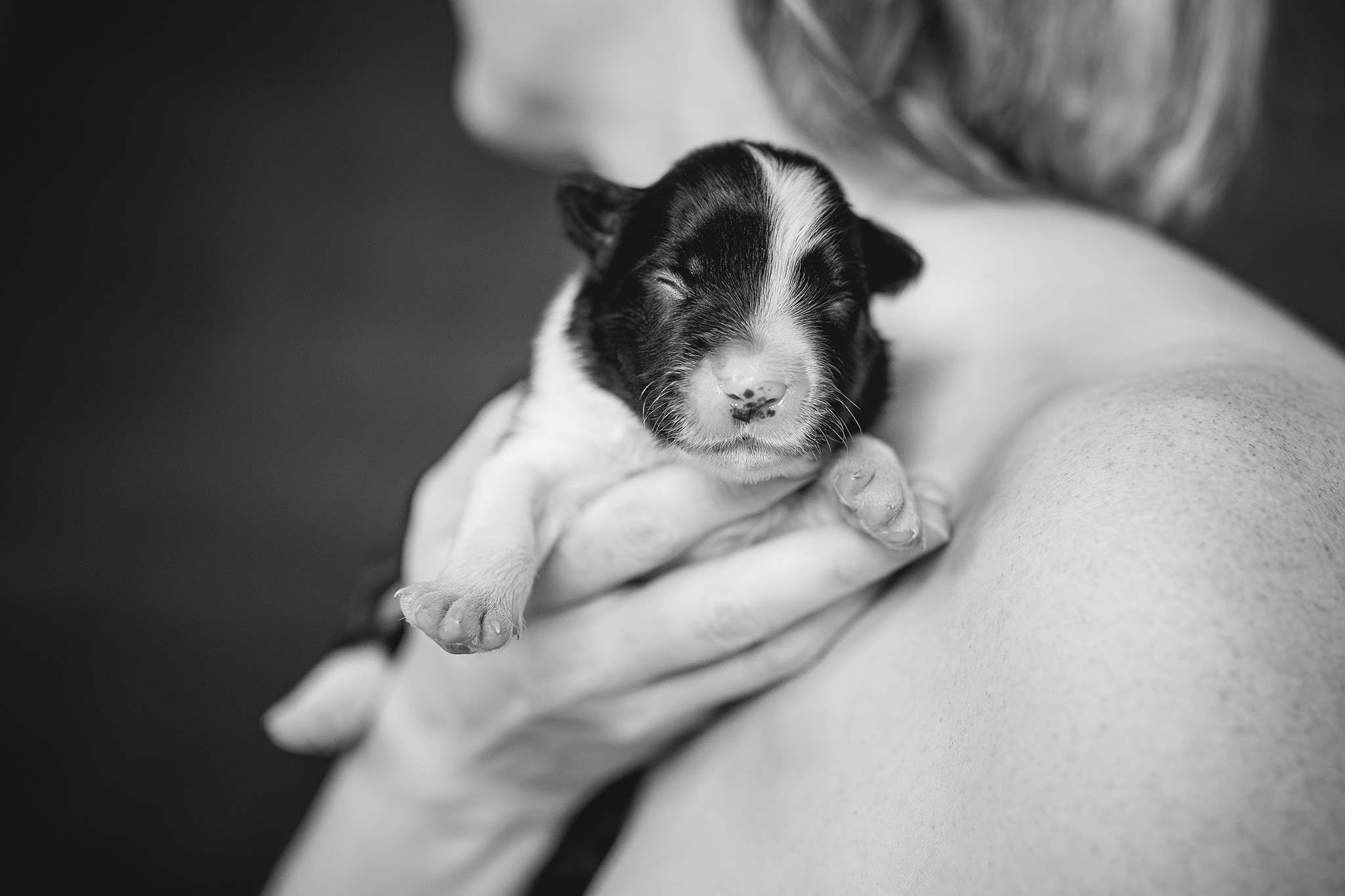 Border Collie Welpen in der ersten Lebenswoche