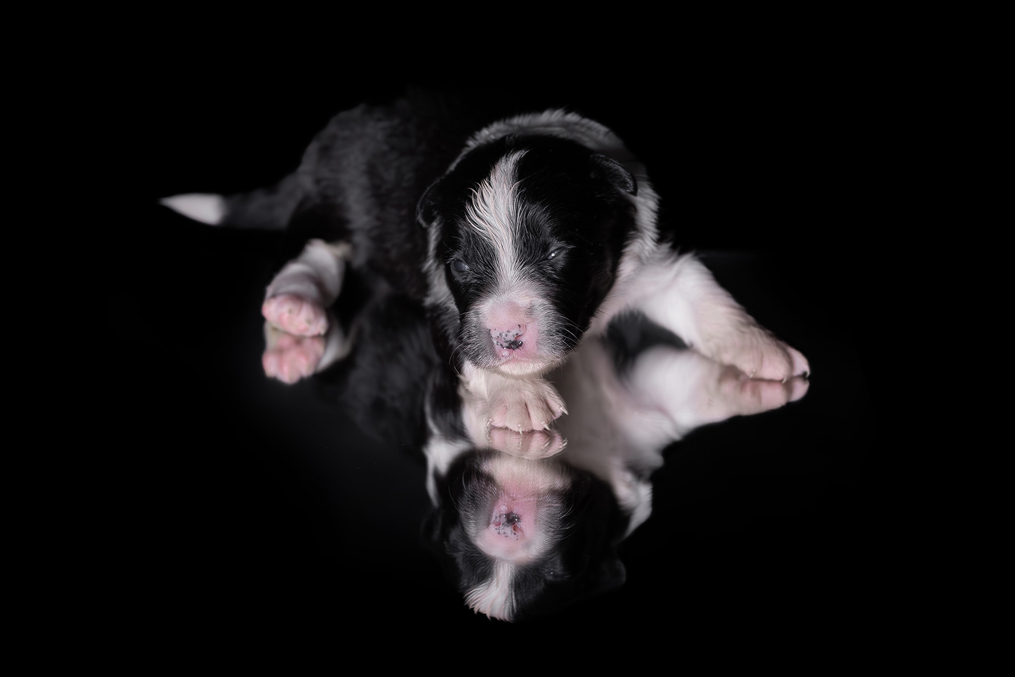 Border Collie Welpen in der 2. Lebenswoche