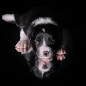 Border Collie Welpen in der 2. Lebenswoche