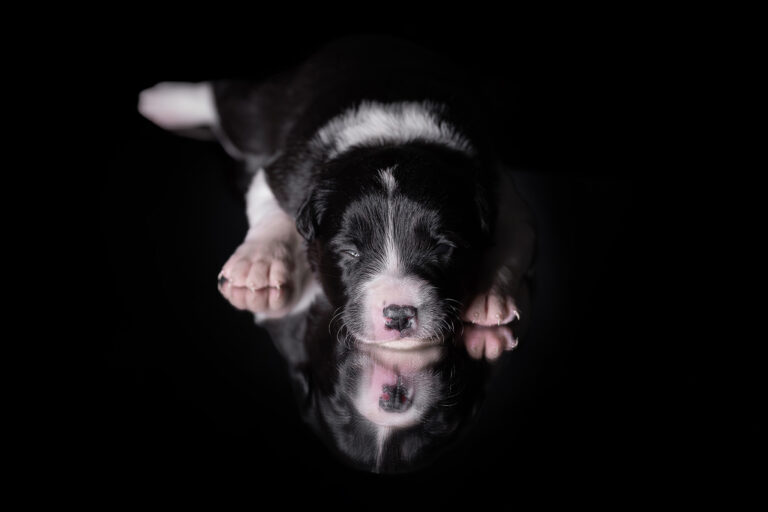 Border Collie Welpen in der 2. Lebenswoche