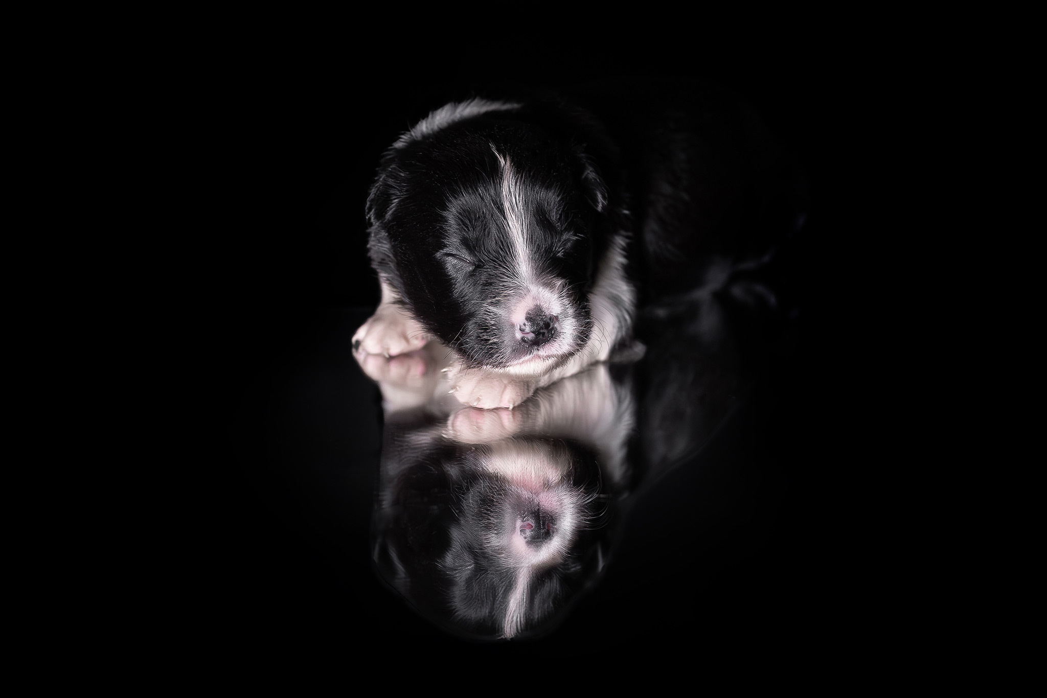 Border Collie Welpen in der 2. Lebenswoche