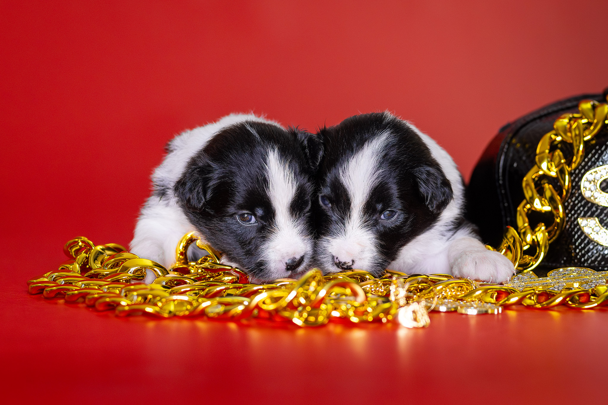 Border Collie Welpen in der dritten Lebenswoche