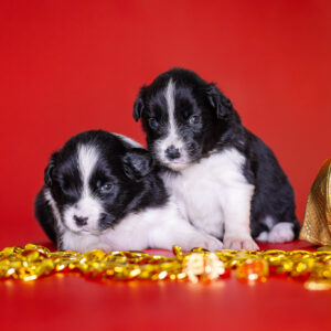 Border Collie Welpen in der dritten Lebenswoche