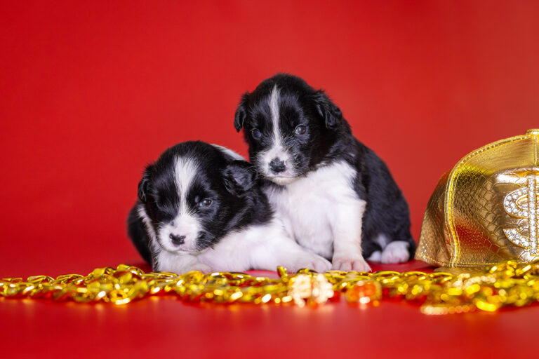 Border Collie Welpen in der dritten Lebenswoche