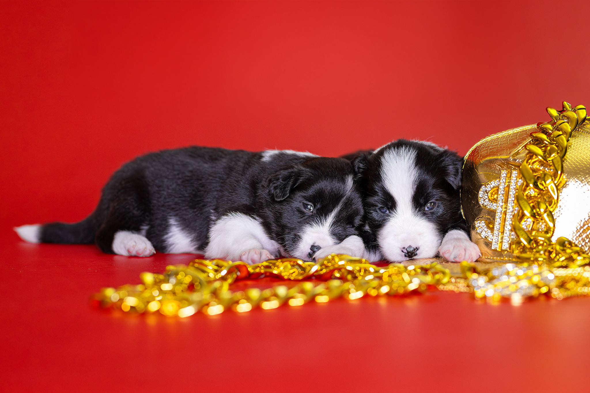 Border Collie Welpen in der dritten Lebenswoche