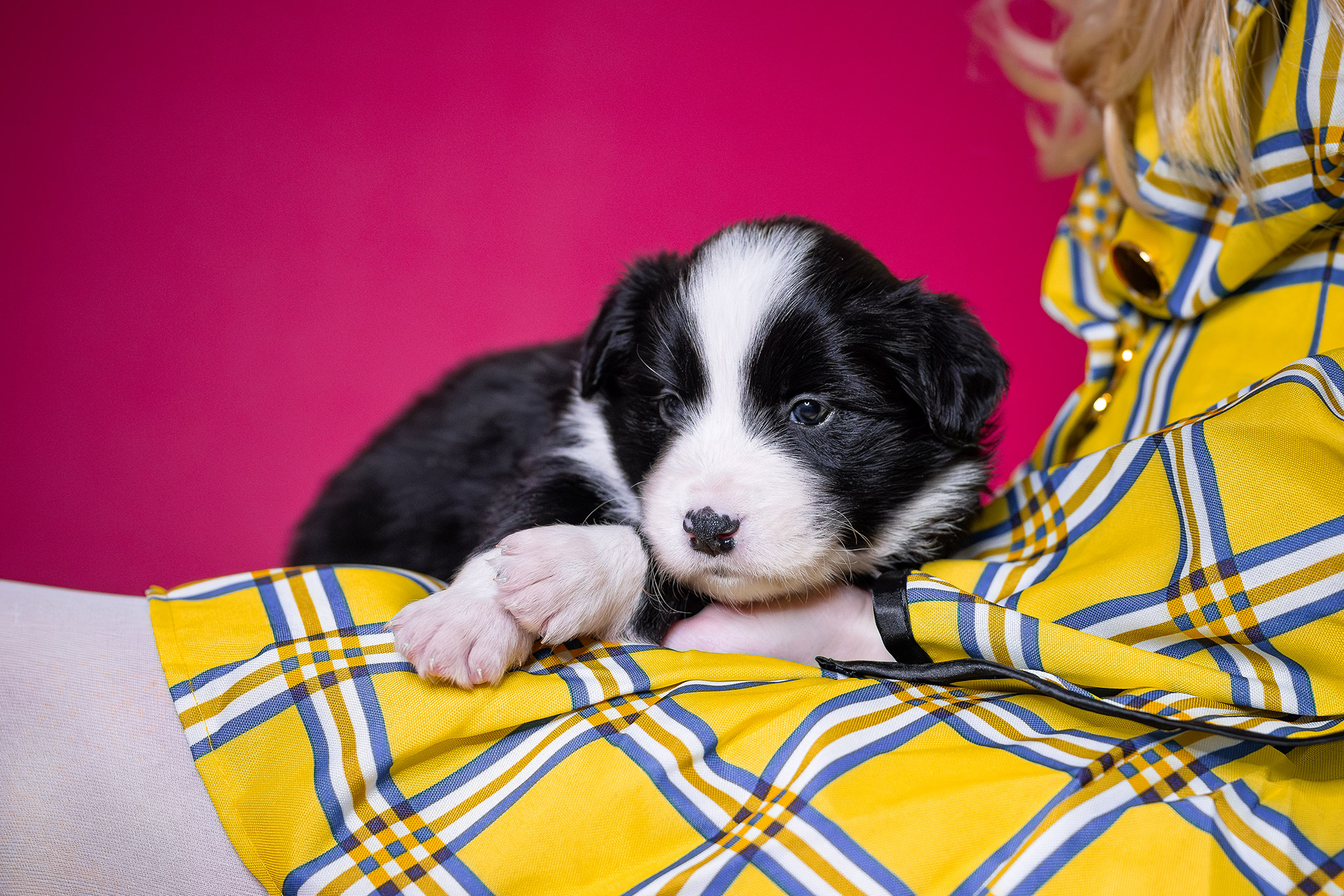 Vier Wochen alter Border Collie Welpe