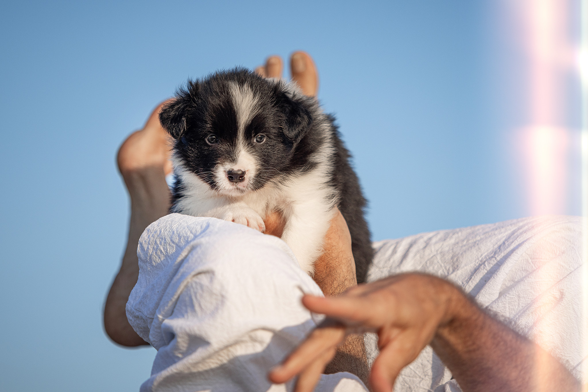 Fünf Wochen alter Border Collie Welpe