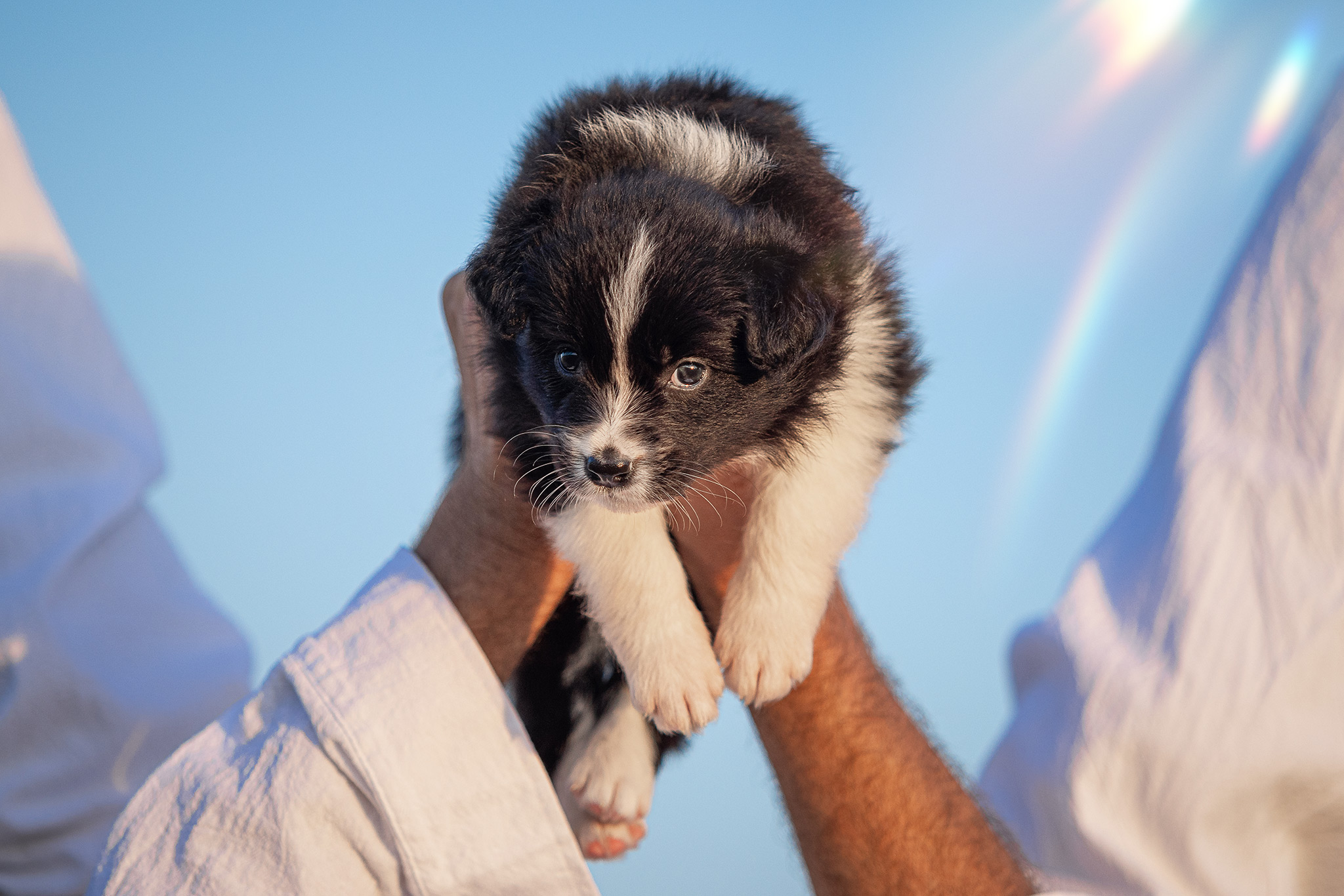 Fünf Wochen alter Border Collie Welpe