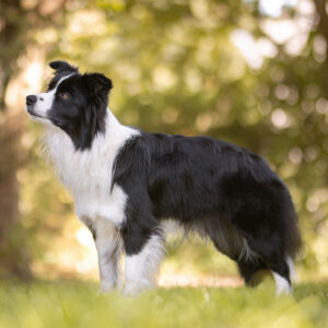 Border Collie Hündin