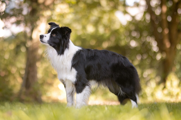 Border Collie Hündin