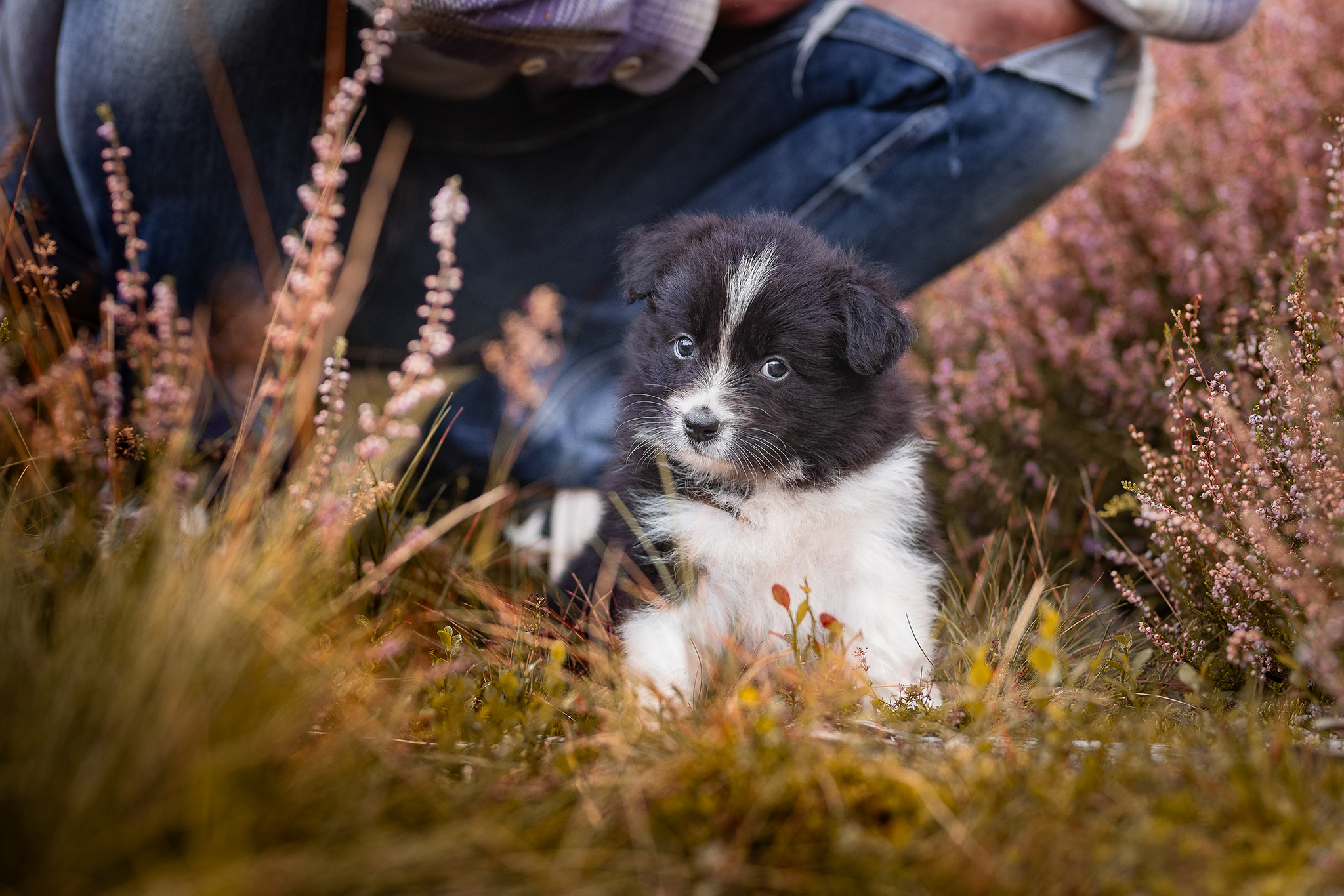 Fünf Wochen alter Border Collie Welpe aus der Broadmeadows Border Collie Zucht