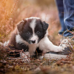 Fünf Wochen alter Border Collie Welpe aus der Broadmeadows Border Collie Zucht