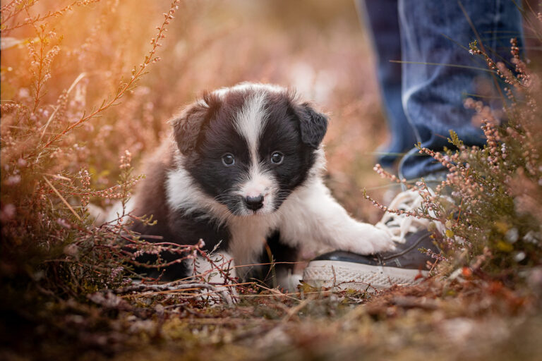 Fünf Wochen alter Border Collie Welpe aus der Broadmeadows Border Collie Zucht