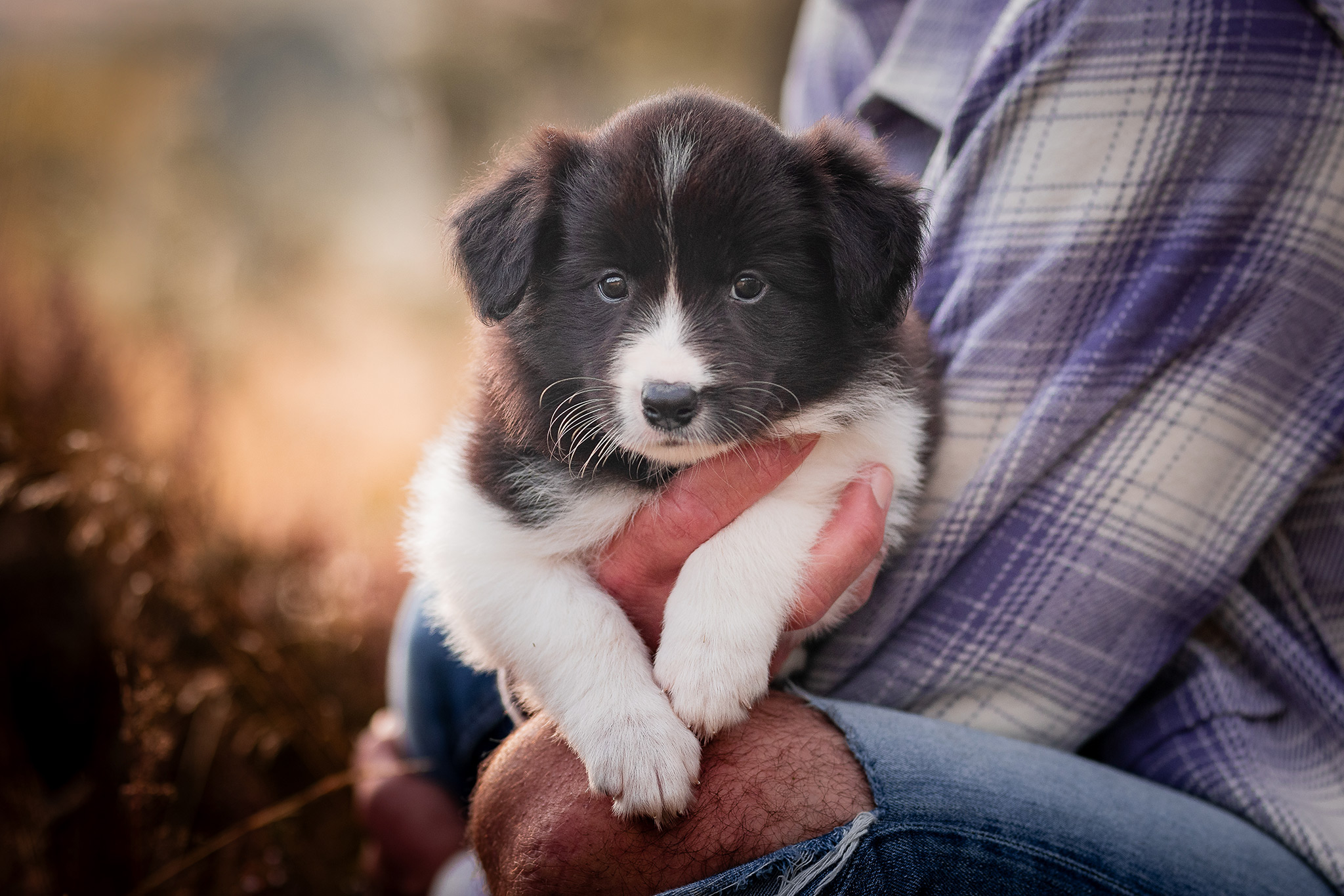 Fünf Wochen alter Border Collie Welpe aus der Broadmeadows Border Collie Zucht