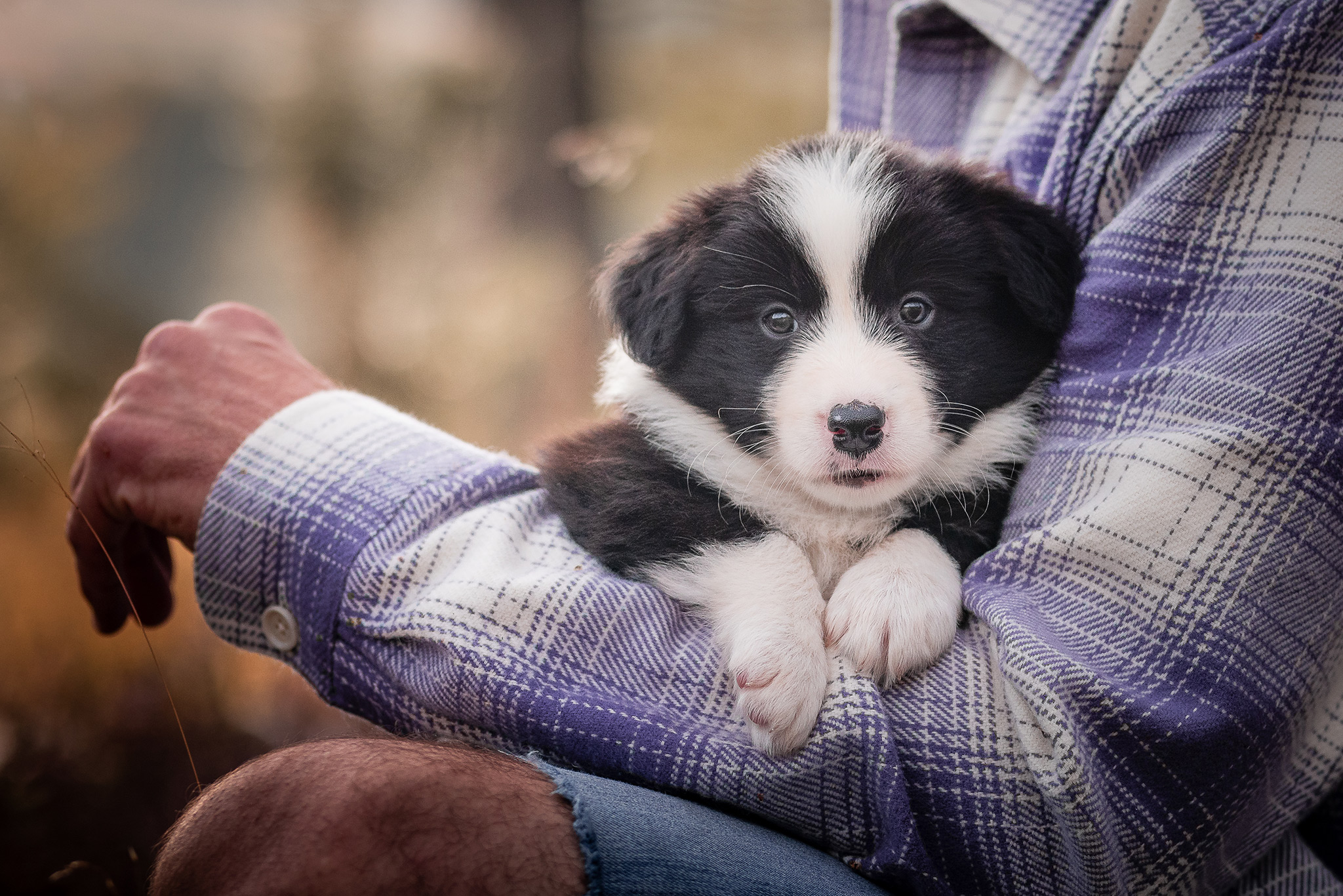 Fünf Wochen alter Border Collie Welpe aus der Broadmeadows Border Collie Zucht