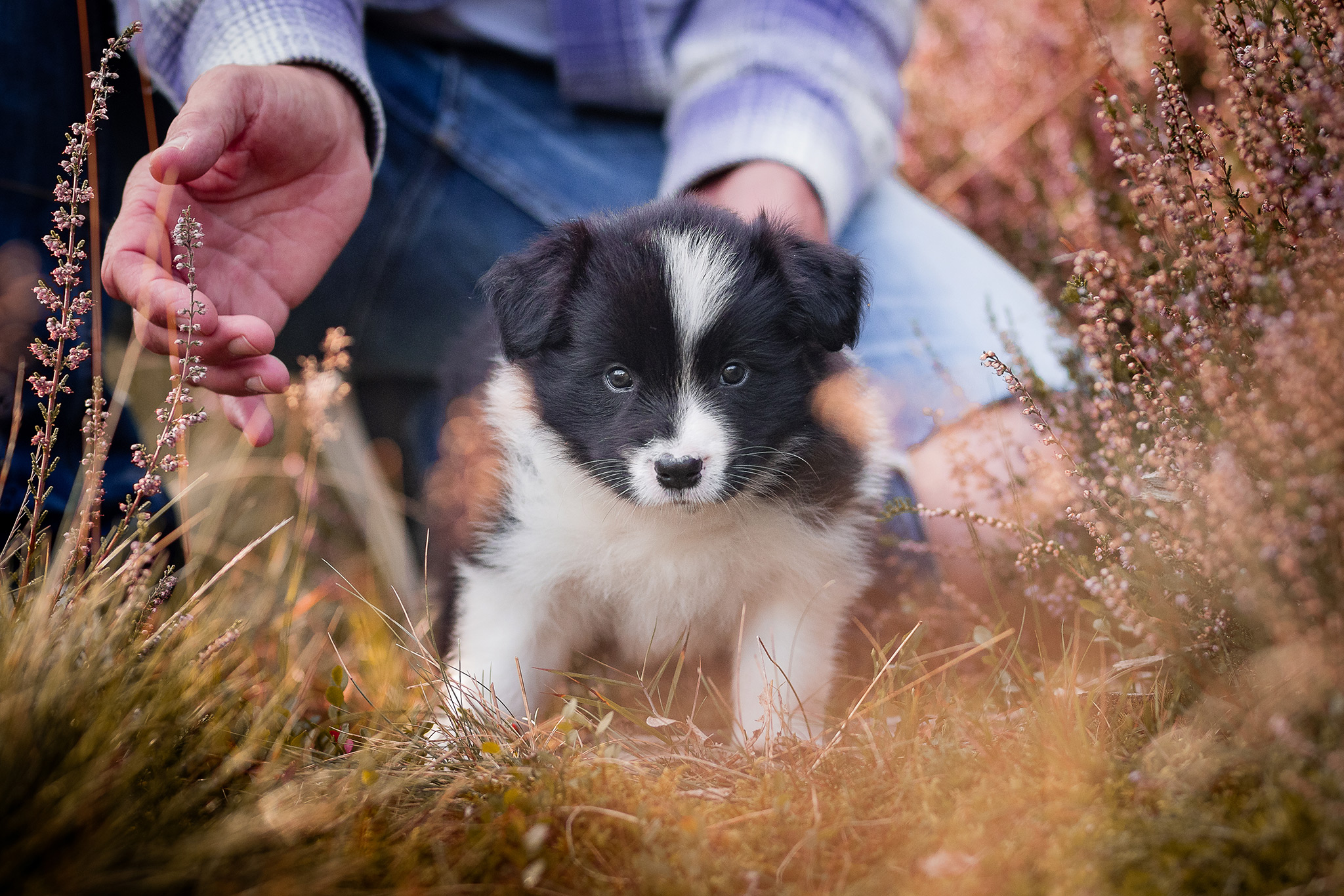 Fünf Wochen alter Border Collie Welpe aus der Broadmeadows Border Collie Zucht