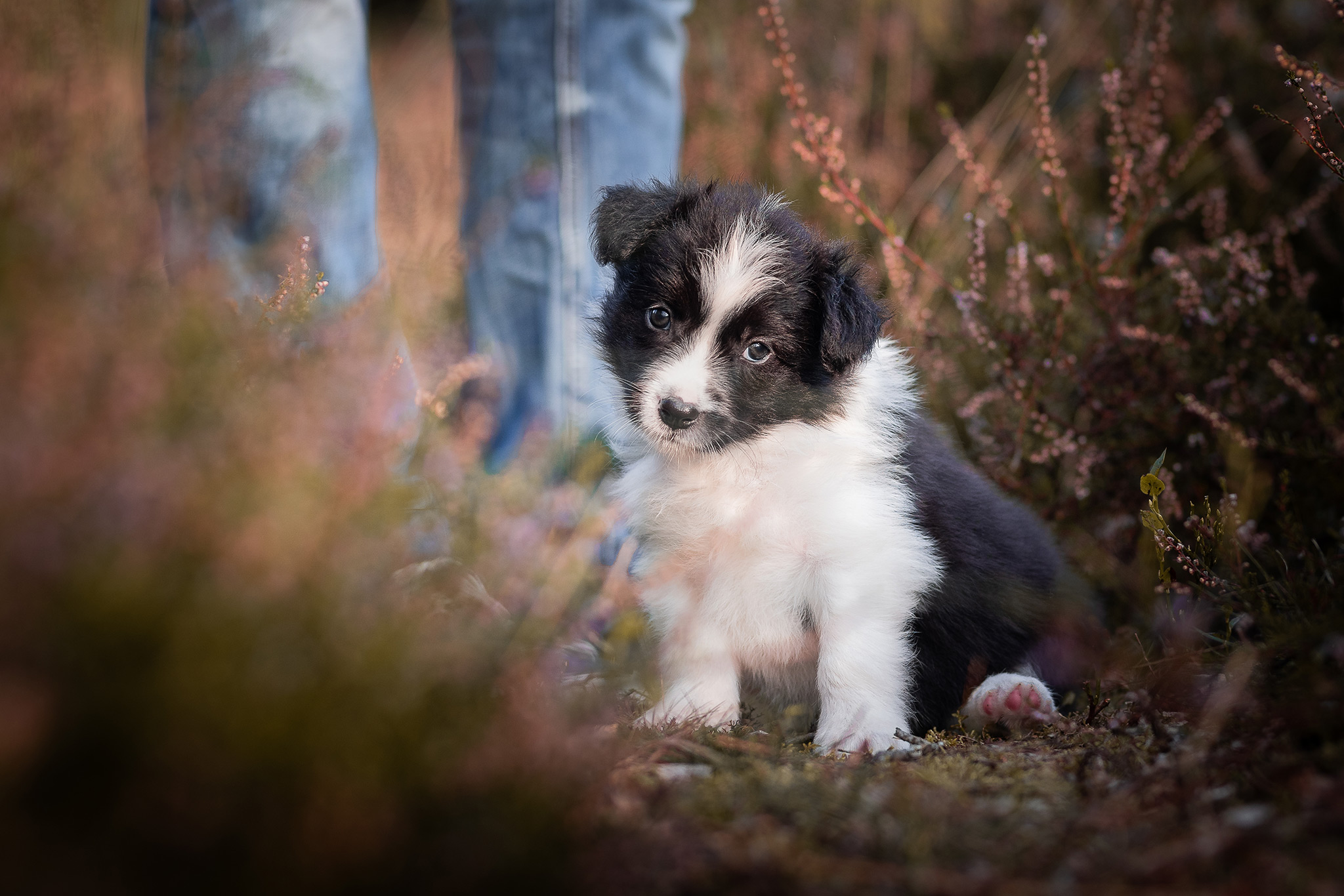 Fünf Wochen alter Border Collie Welpe aus der Broadmeadows Border Collie Zucht